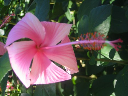 PhotosFleurs_04.jpg