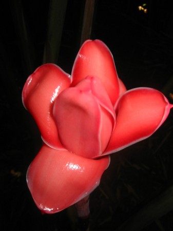 PhotosFleurs_11.jpg