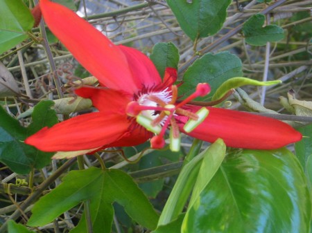 PhotosFleurs_15.jpg