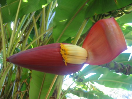 PhotosFleurs_18.jpg