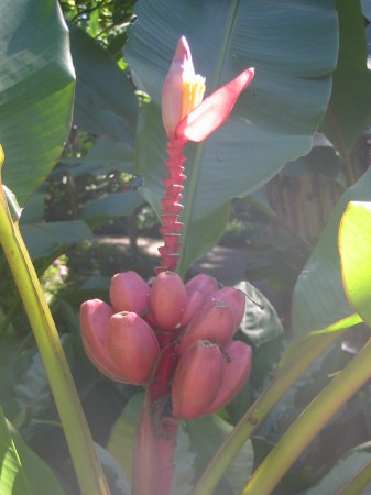 PhotosFleurs_19.jpg