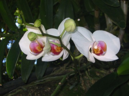PhotosFleurs_20.jpg