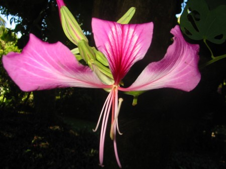 PhotosFleurs_21.jpg