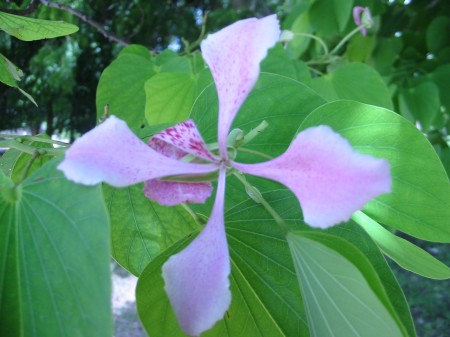 PhotosFleurs_22.jpg
