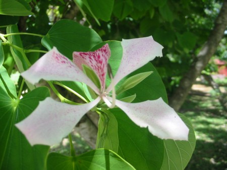 PhotosFleurs_23.jpg