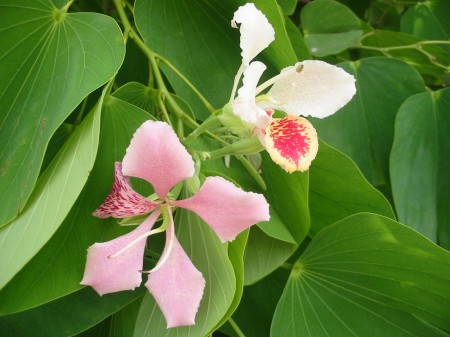 PhotosFleurs_24.jpg