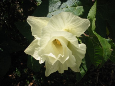 PhotosFleurs_25.jpg