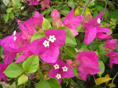 PhotosFleurs_27.jpg