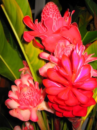 PhotosFleurs_28.jpg