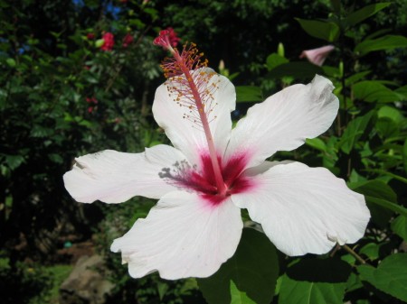 PhotosFleurs_29.jpg
