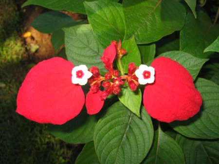 PhotosFleurs_30.jpg