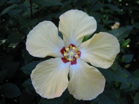 PhotosFleurs_32.jpg