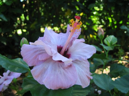 PhotosFleurs_33.jpg