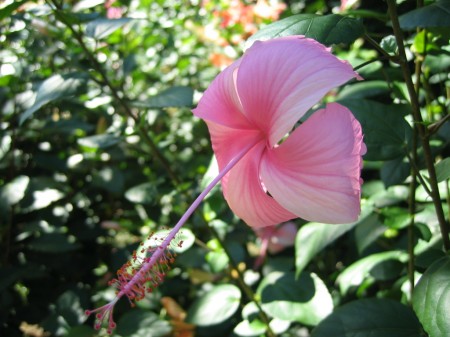 PhotosFleurs_34.jpg
