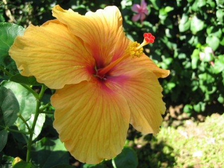 PhotosFleurs_35.jpg