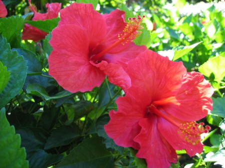 PhotosFleurs_36.jpg