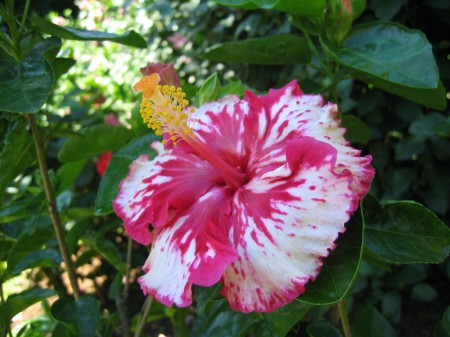 PhotosFleurs_37.jpg