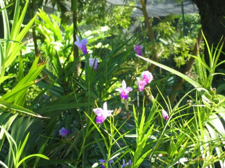 PhotosFleurs_39.jpg