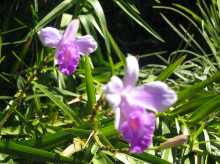 PhotosFleurs_40.jpg