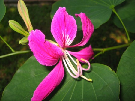 PhotosFleurs_41.jpg