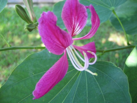PhotosFleurs_42.jpg