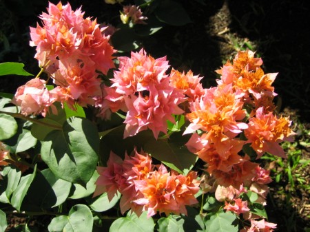 PhotosFleurs_43.jpg