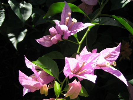 PhotosFleurs_44.jpg
