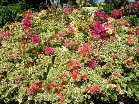 PhotosFleurs_45.jpg