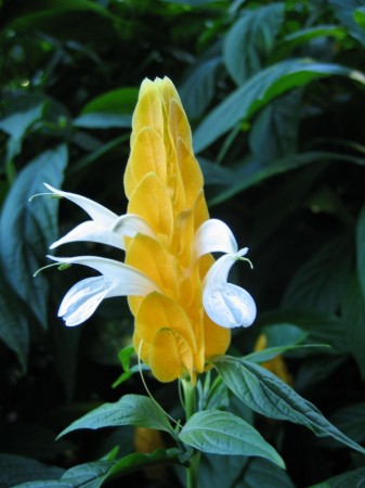 PhotosFleurs_46.jpg