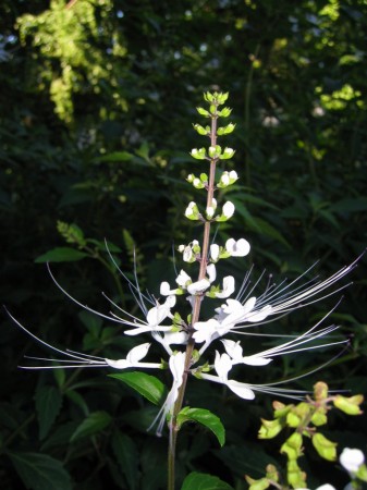 PhotosFleurs_47.jpg