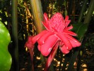 PhotosFleurs_50.jpg