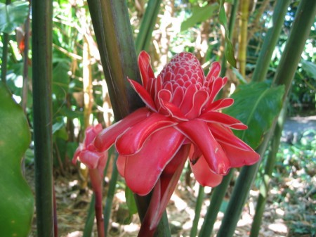 PhotosFleurs_51.jpg