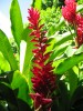 PhotosFleurs_52.jpg