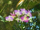 PhotosFleurs_53.jpg