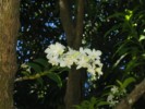 PhotosFleurs_54.jpg
