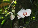 PhotosFleurs_55.jpg